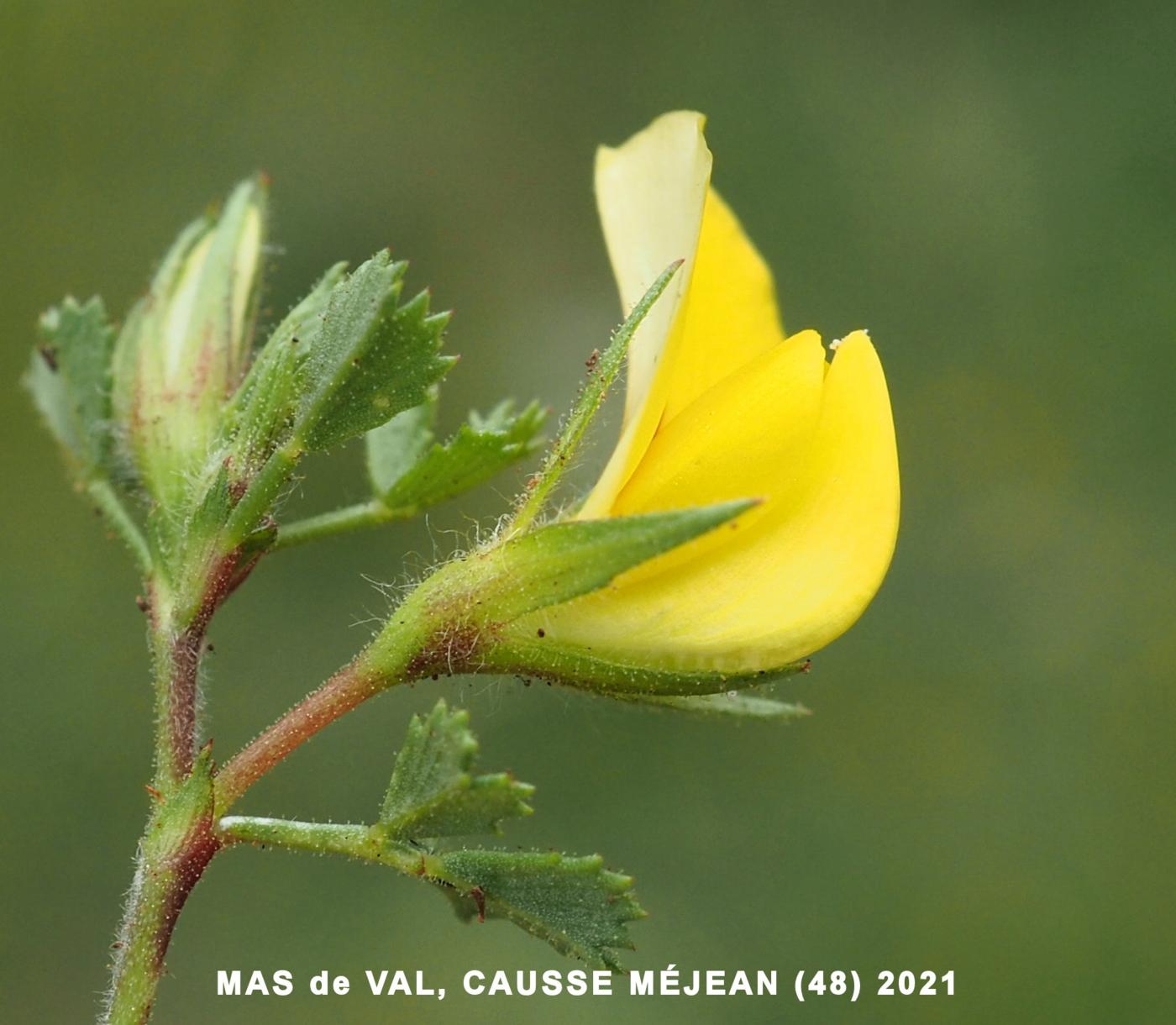 Restharrow, Striped flower